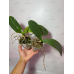 Фаленопсис  (GW Green World x Haur Jin Princess уцінка)