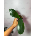 Фаленопсис (Fangmei Orange уценка)