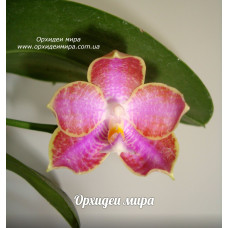 Розовые орхидеи 