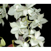 Catanoches Jumbo Chastity Jumbo Orchids