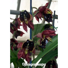 Ctsm. Sanguineum x Espansum