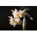 Chysis Bractescens Chysis Bractescens