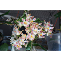 Chysis Sedenii