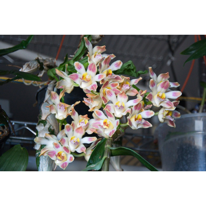 Chysis Sedenii
