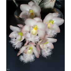 Cl. Grace Dunn