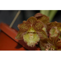 Clo. Jumbo Delight