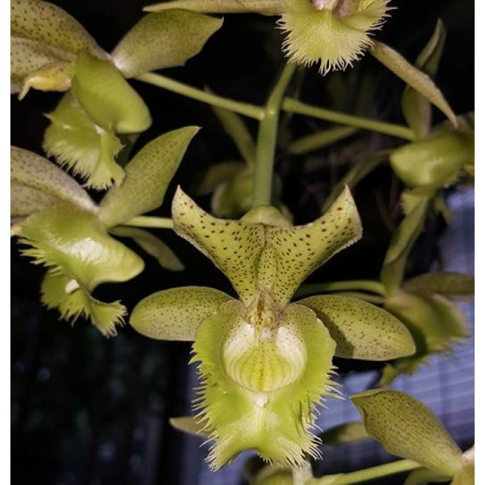 Катасетум (Jumbo Eden Jumbo Orchids)