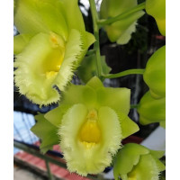 Clo. Wyches Bumble Bee Jumbo Orchids