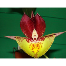 Ctsm. (J. Stivali x S. Fuchs Vis Choice) x Pileatum Orange