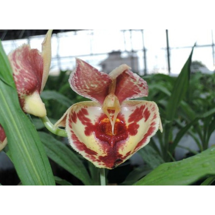 Катасетум (Bravo Jumbo Orchids)
