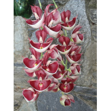 Ctsm. João Stivalli x Pileatum