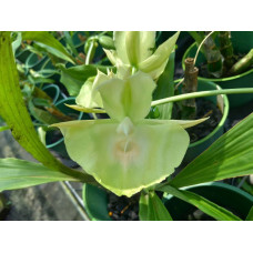 Ctsm. Orchidglade Green Hill