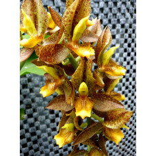 Ctsm. Rodigasianum x Atratum