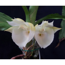 Ctsm. Pileatum Tipo