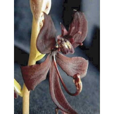 Cyc. Egertonianum Red