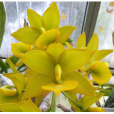 Cyc. Jumbo Puff Taiyoung