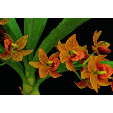 Cycd. Jumbo Jewel Jumbo