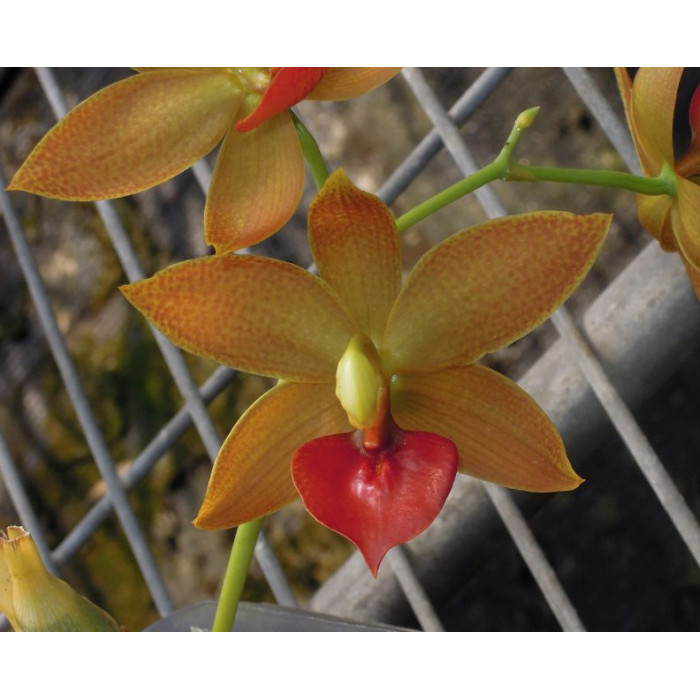 Катасетум (Jumbo Micky Jumbo Orchids)