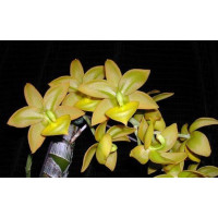 Cycd. Jumbo Puff Jumbo Emperor