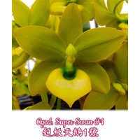 Cycd. Super Swan 1