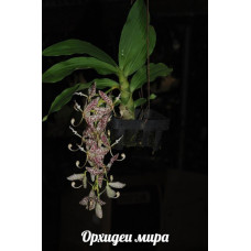 Cyc. Pentadactylon