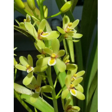 Cym. Chloranthum