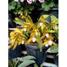 Cym. Tigrinum
