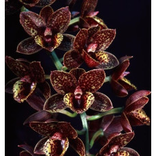 Fred. After Dark Sunset Valley Orchids уценка