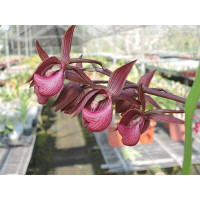 Morm. Jumbo Artemis Jumbo Orchids