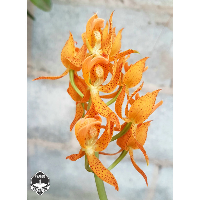 Катасетум (Jumbo Odin Jumbo Orchids)