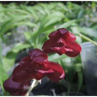 Mormodia Jumbo Crimson