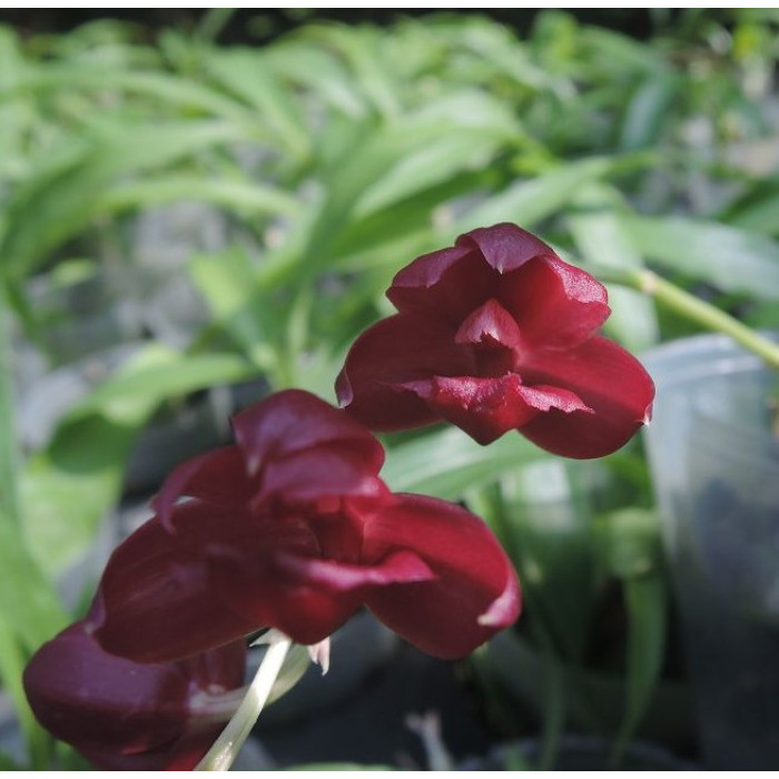 Катасетум (Mormodia Jumbo Crimson)