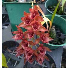 Mormodia Jumbo Graceful