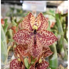 Cyc. TLDC Purple Frilled Lizard