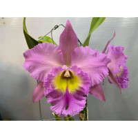 Rlc. Chunfong Apple 