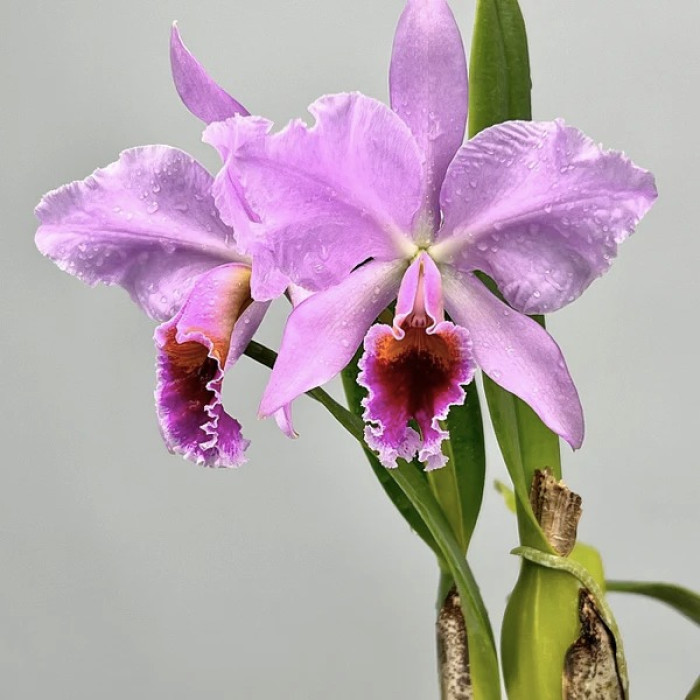 Каттлея (Percivaliana)
