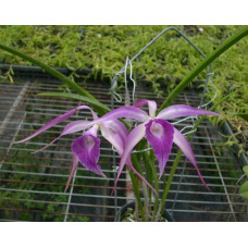 B. Cucullata x L. Purpurata