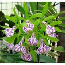 Bc. Binosa