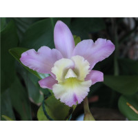 Bc. Cynthia