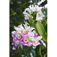 Bc. Hawaii Stars Only One