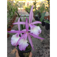 Bc. Jairak Kiku