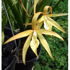 Bc. Survivors Star