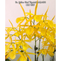 Bc. Yellow Bird Tigertail