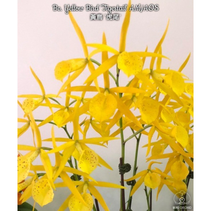 Каттлея (Yellow Bird Tigertail)