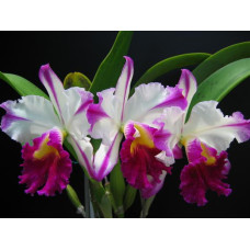 Blc. Ann Cleo