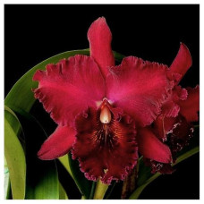 Blc. Chia Lin New City уценка
