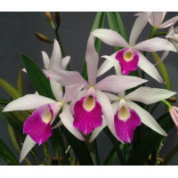 Blc. Chian-Tzy Anierina CT-Little Jolie