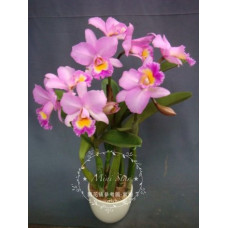 Blc. Chian-Tzy Years Fantasy