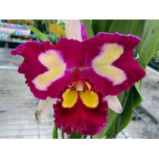Blc. Chinese Beauty Fire Phoenix