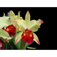 Blc. Dora Louise Capen
